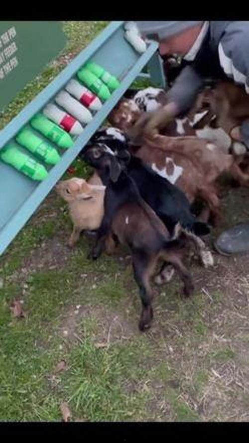 吃瓜娱乐咩咩羊,揭秘娱乐圈幕后故事 第2张 吃瓜娱乐咩咩羊,揭秘娱乐圈幕后故事 第2张